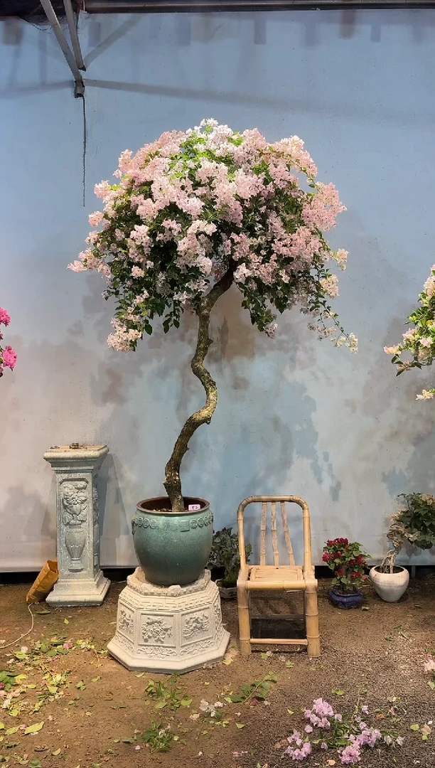 全部花朵用****0三角梅52