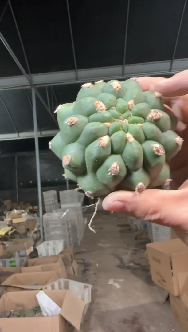 实生根 佛头 7-10cm