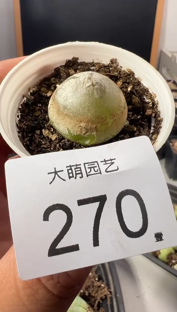 一物一拍         --默认微瑕270