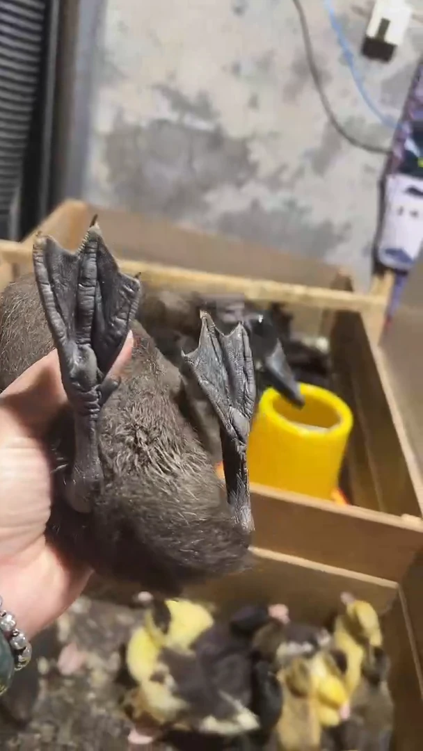 柯尔鸭2只番鸭现场挑选