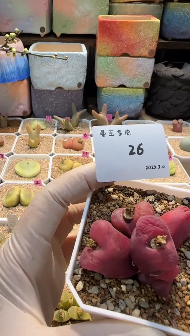 【闪购商品】25.3.4-26皮格