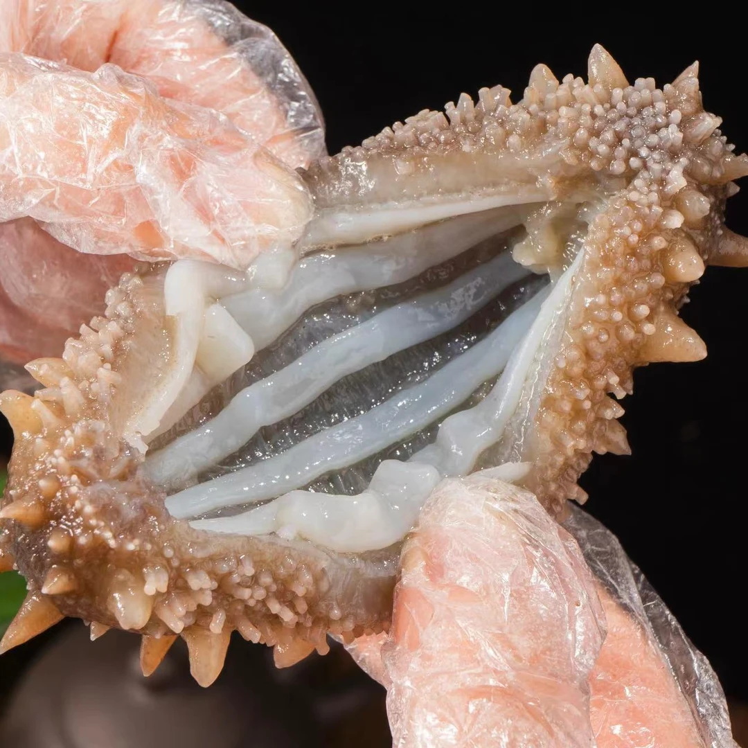 【鲜食海参】深海大连鲜食精品刺参劲道口感（买3斤超实惠）