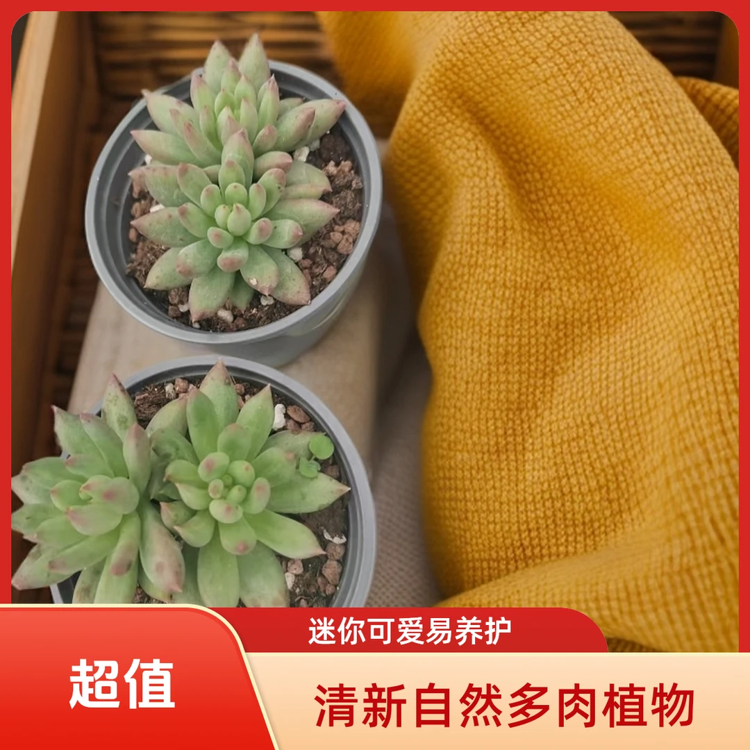 岩子多肉植物盆栽品种好养适合办公室阳台