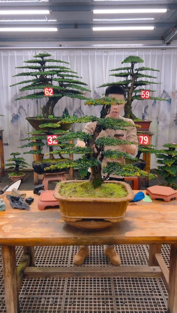 无花朵感**恩精品盆景直播间一物一拍