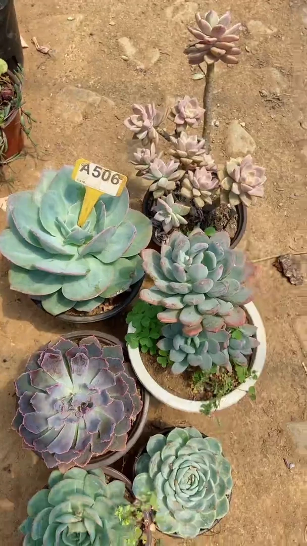 A506闪购清风花木兰多肉组合脱土发货