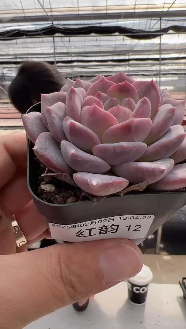 【闪购商品】红韵多肉-12