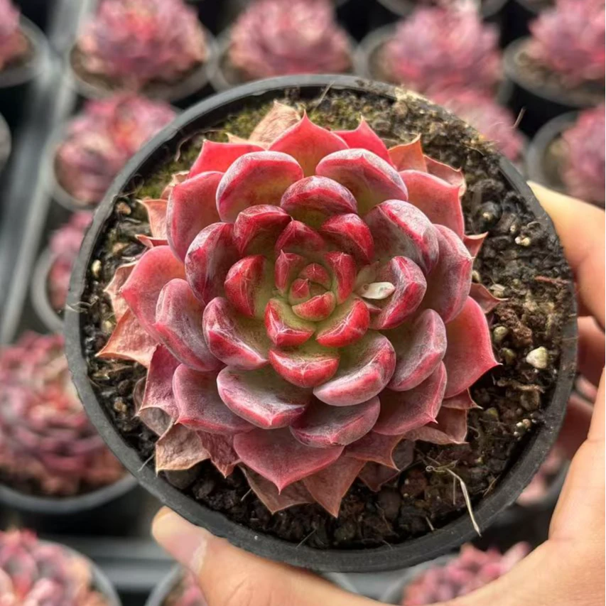 9#耽迷 多肉植物  前男友精品多肉SM1145