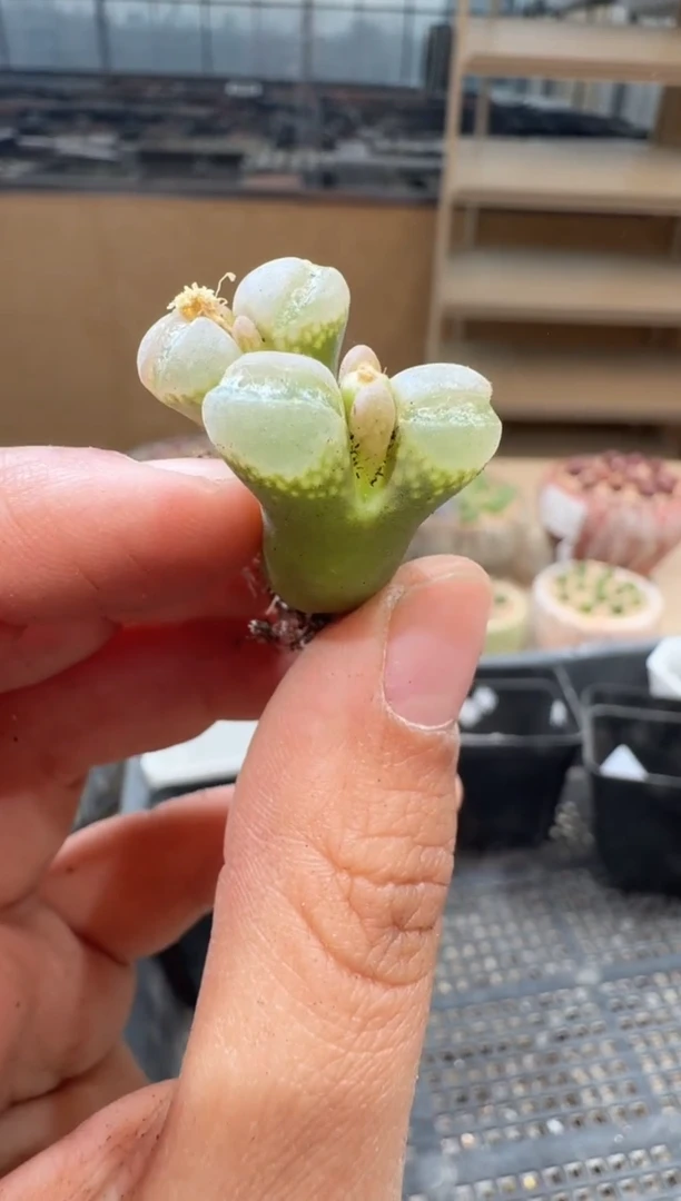 17-80多肉植物肉锥