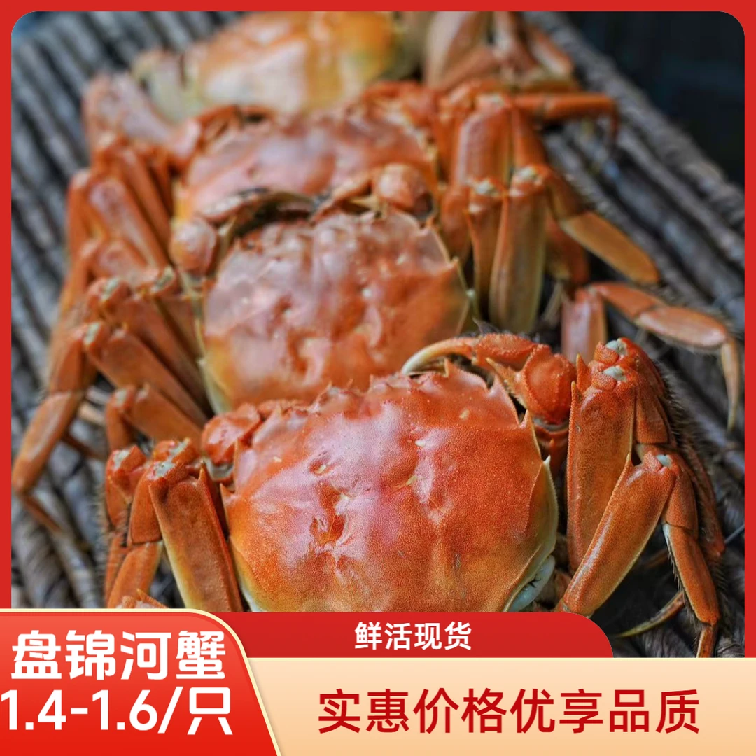 【活蟹】盘锦河蟹 稻田蟹 1.4-1.6两/只 全母蟹2.5斤 京东鲜活发货