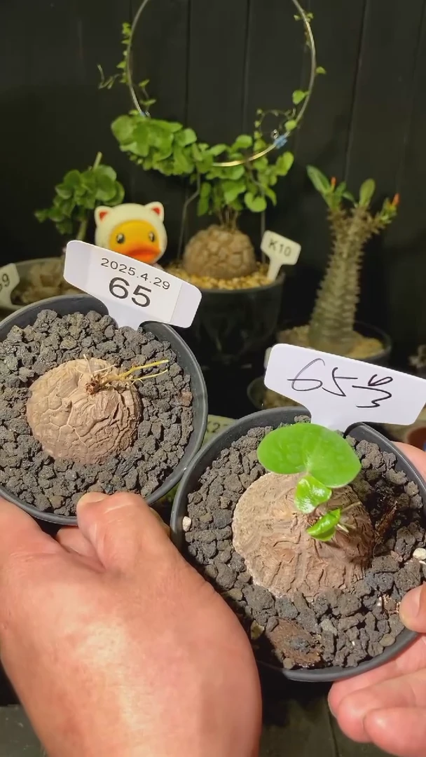 65号4.29福利南非龟甲龙两颗