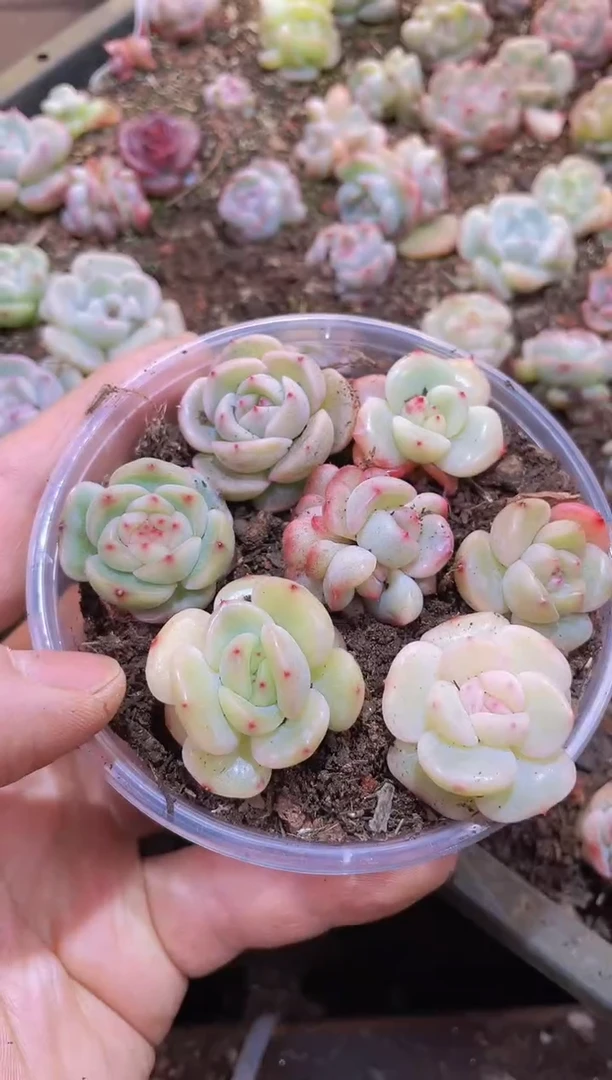 【闪购商品】031白体霸道珍妮保6量拍1盒