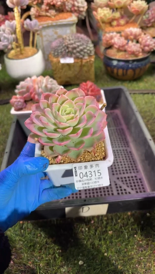 【闪购商品】04315