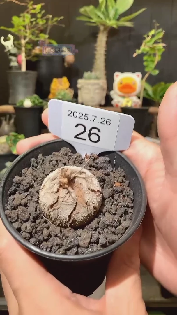 26号726甄选南非龟甲龙单颗