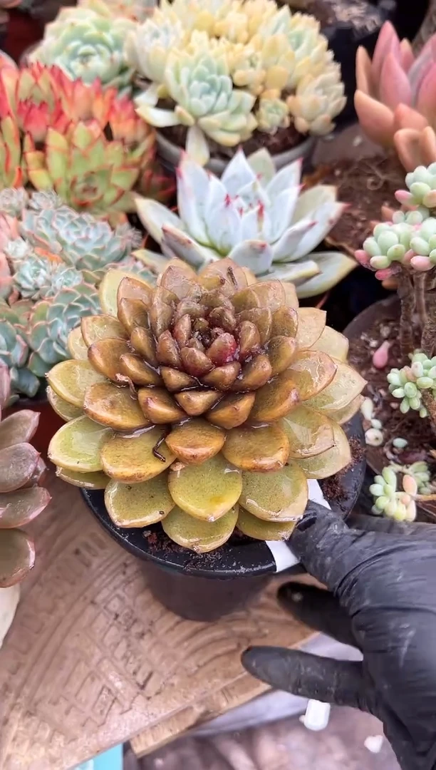 安*安多肉植物一物一拍27154