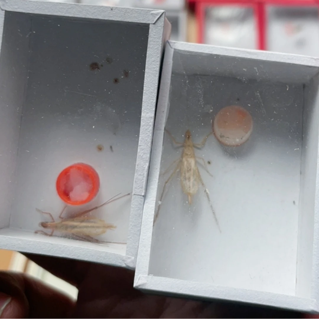 竹蛉 柬埔寨 黑紫竹 红山竹蛉 金边竹蛉 石杂青