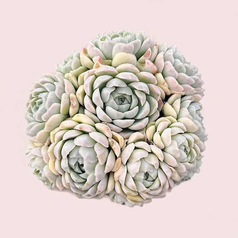 【白月影】带盆土 群生多头 满15包邮 燕子多肉