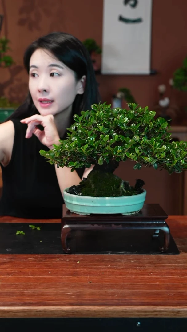无花朵翠米茶盆景盆景盆景