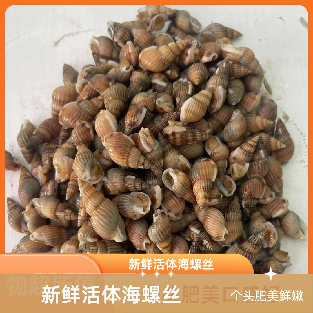 东港大中号海螺丝海锥海瓜子个别有小 保鲜保活嫌小勿拍 顺丰发货