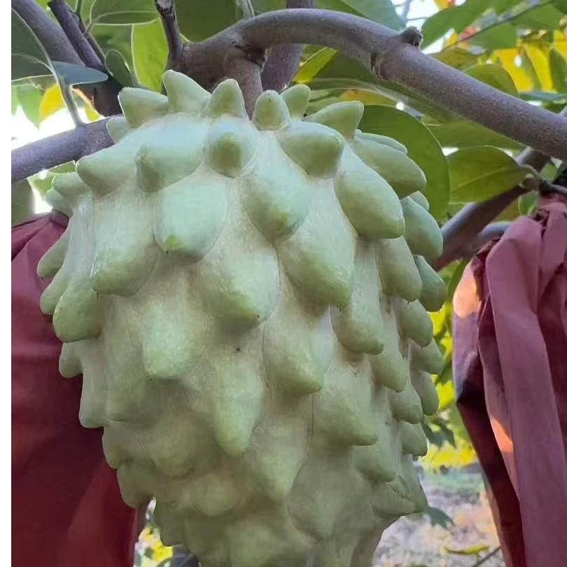 攀枝花牛奶凤梨释迦果应季新鲜热带水果