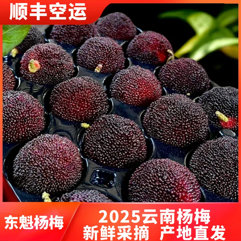 【顺丰发货】颗粒大东魁杨梅新鲜高山杨梅新鲜采摘东魁好吃酸甜可口
