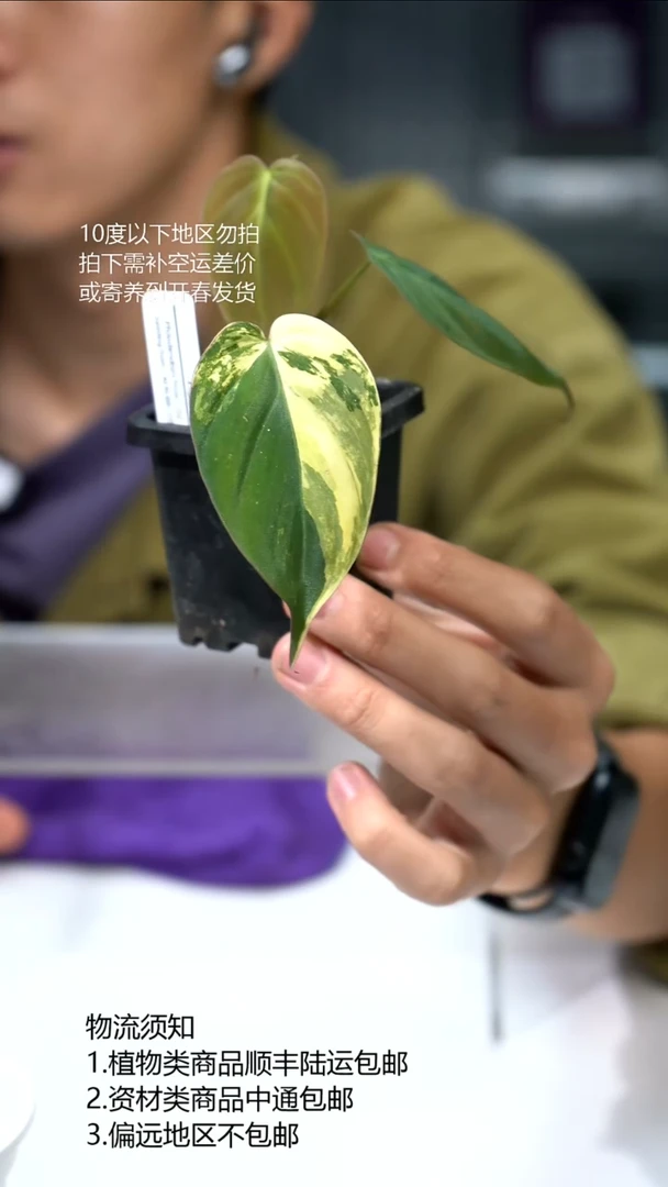 完全开放蔓绿绒锦