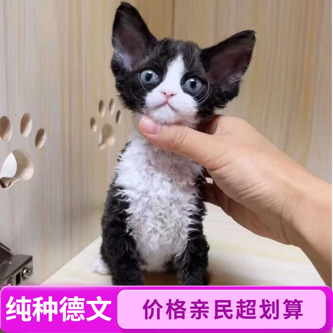 【汉堡包德文卷毛猫】黑白咖白红白蓝白纯白纯黑纯咖巧克力三花妹妹