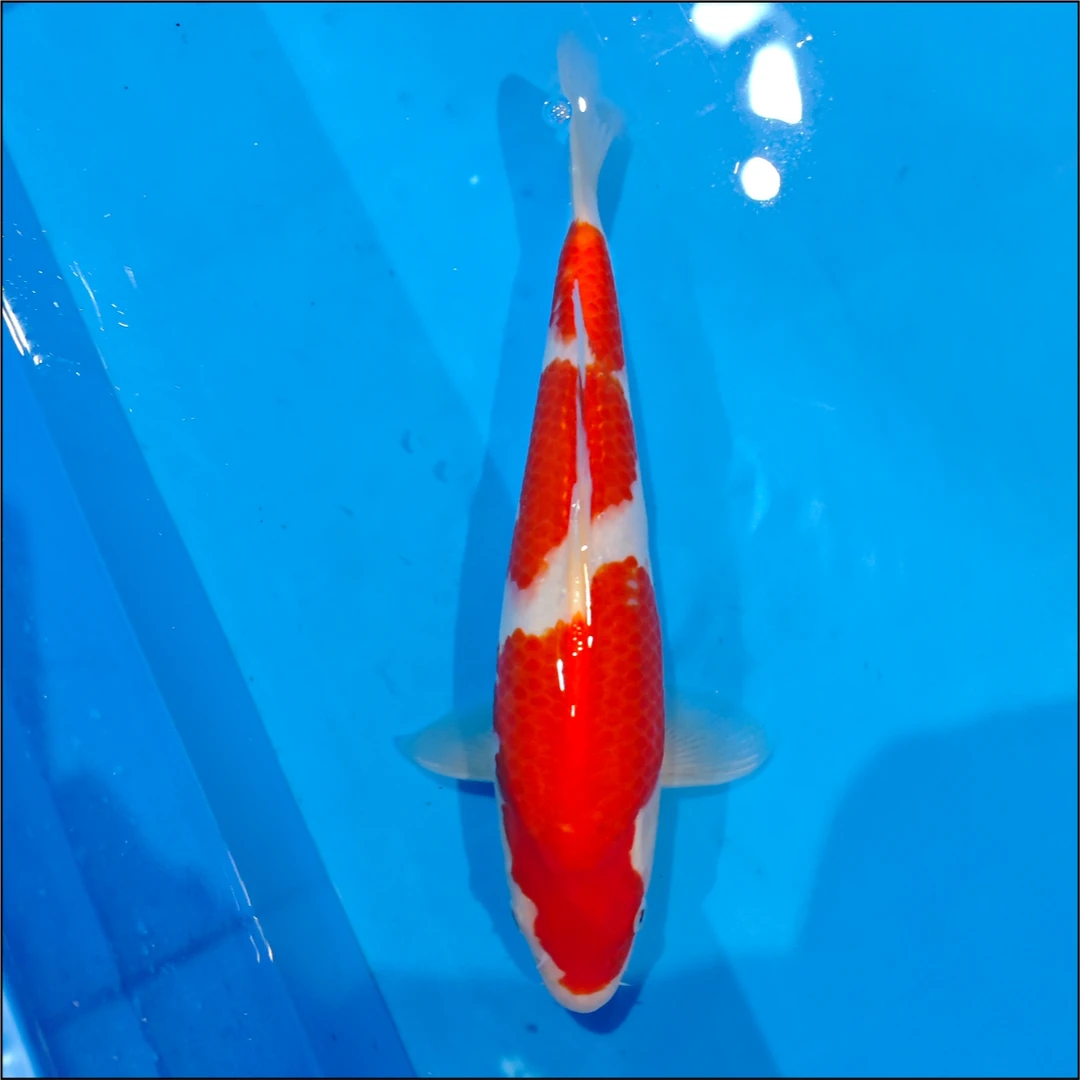 编号250119-31 锦鲤鱼31cm【晖龙】出品