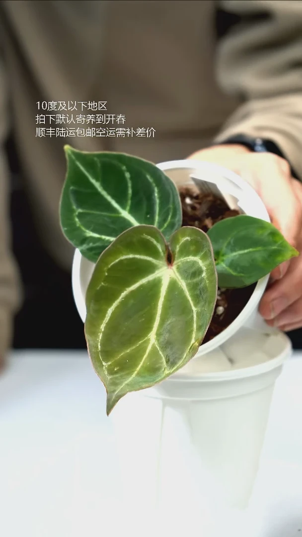 完全开放HU kos 03