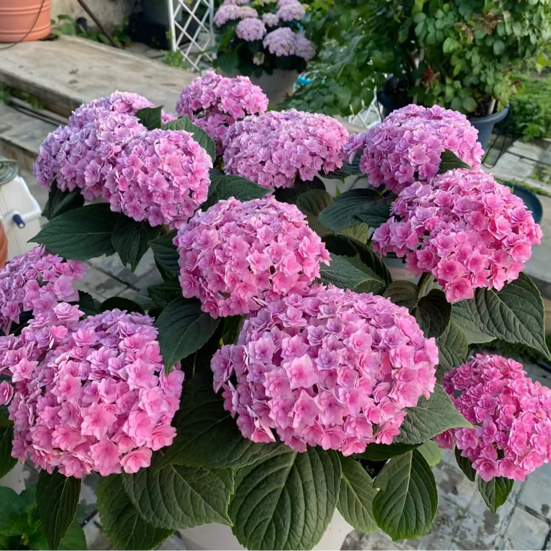 太阳神殿 5加仑 粉紫色后期会变紫色（焦） 开花发货 大花绣球