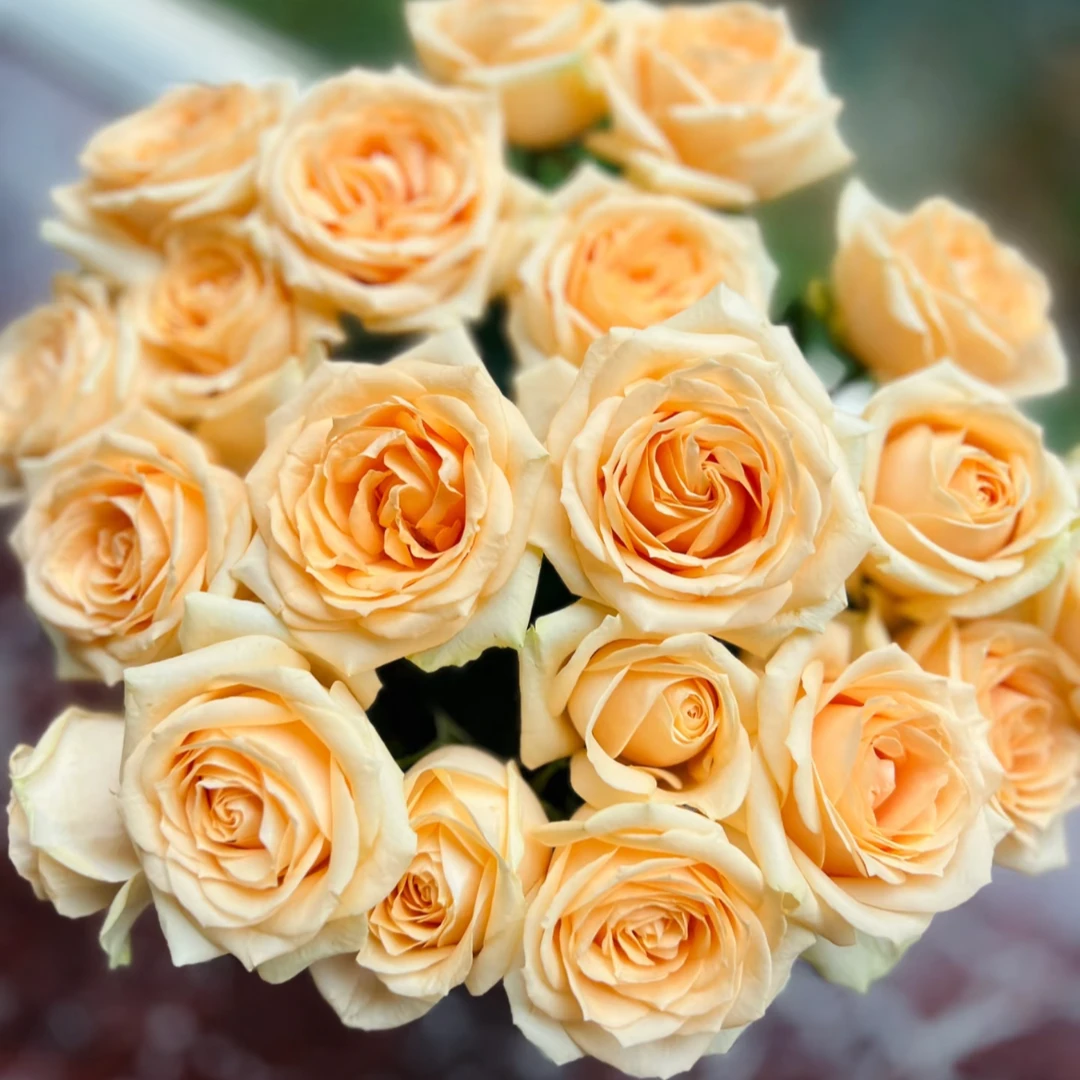 【香槟玫瑰】甜蜜奶杏色 能开炸 北方玫瑰花期更持久 顺丰包邮