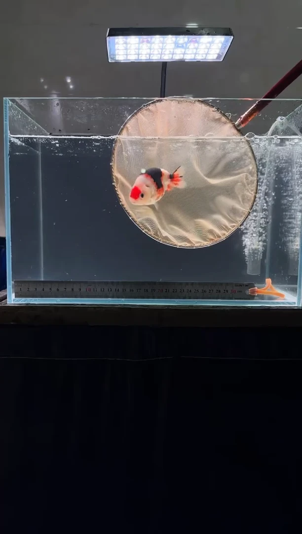 狮头鱼兰寿一条合计满30中通包邮 未满补差价兰寿一条