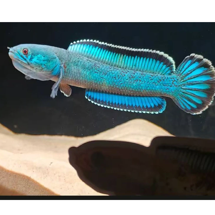 泰恒水族馆-金尘雷龙鱼