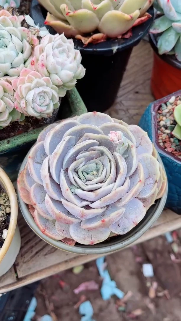 【闪购商品】03412