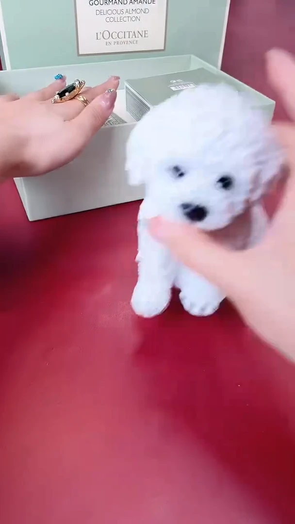 瓷片别算了真划算@@XQ2129