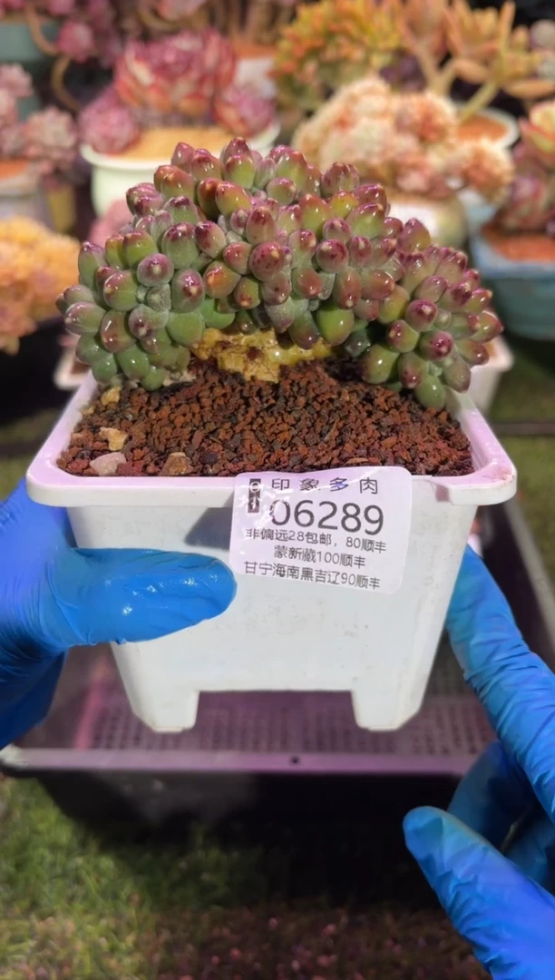 【闪购商品】06289