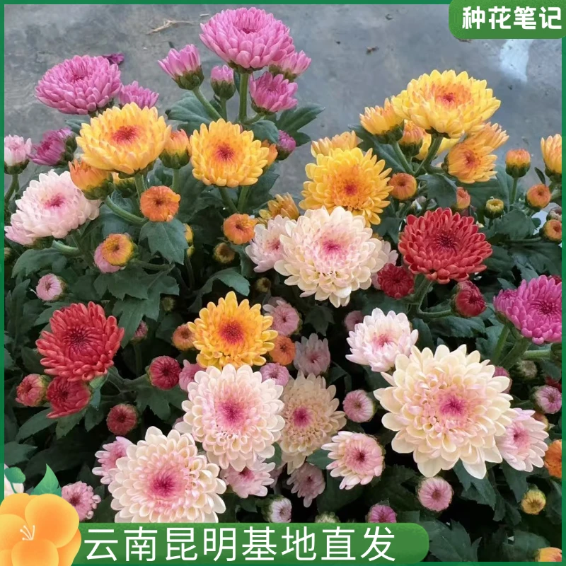 【三色宝莲灯小菊】小雏菊盆栽阳台庭院观赏花卉基地盆栽现货