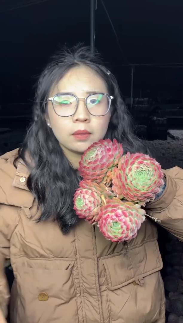 【闪购商品】29-挑红的四头起朱砂痣7.8