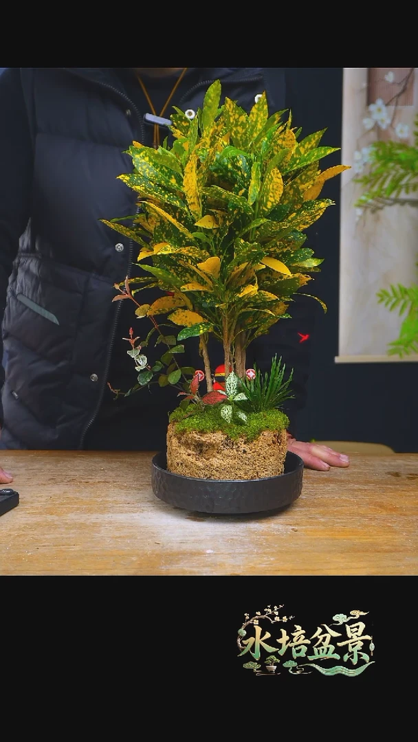 石云社一物一拍组合盆栽12