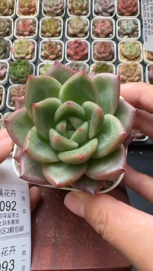 091S带盆土发 当场拍3颗以上包柚 多肉植物 一物一拍
