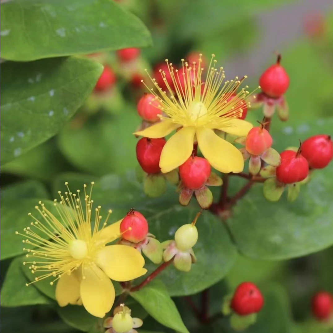 新品相思豆颜色多 花量多 四季开