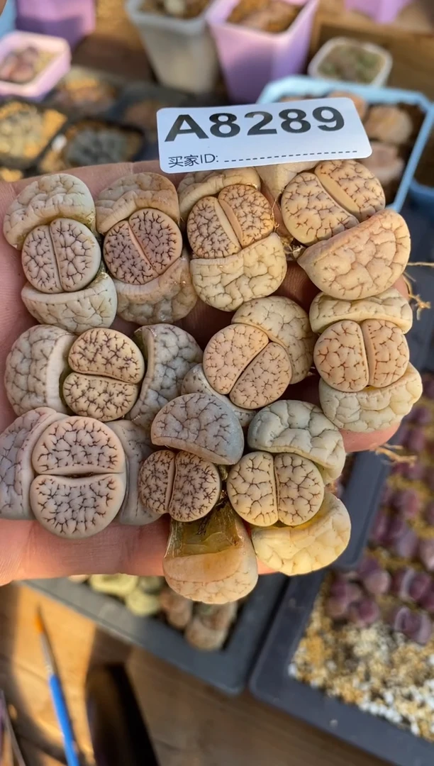 【闪购商品】8289直播一物一拍