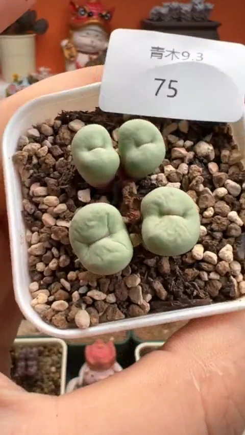 75超级无敌好看到爆炸的美肉。。。。。。。