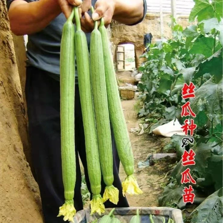 丝瓜苗丝瓜秧苗早熟高产肉丝瓜苗西昌丝瓜苗庭院栽植现挖现卖