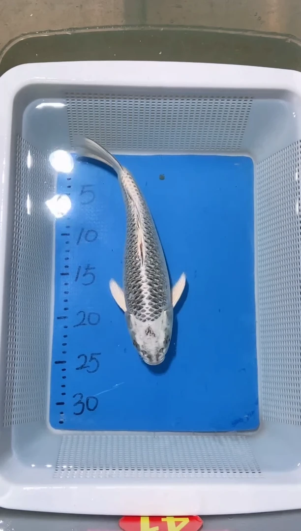 锦鲤锦鲤蝴蝶鲤鱼拍开箱视频包售后