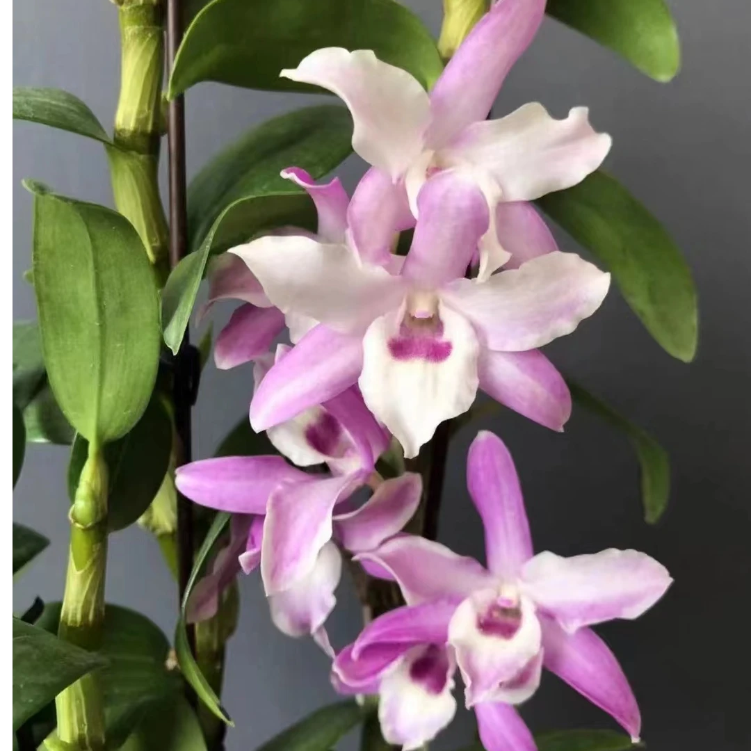 名贵品种春石斛粉火鸟 交替开花 花香 花期长