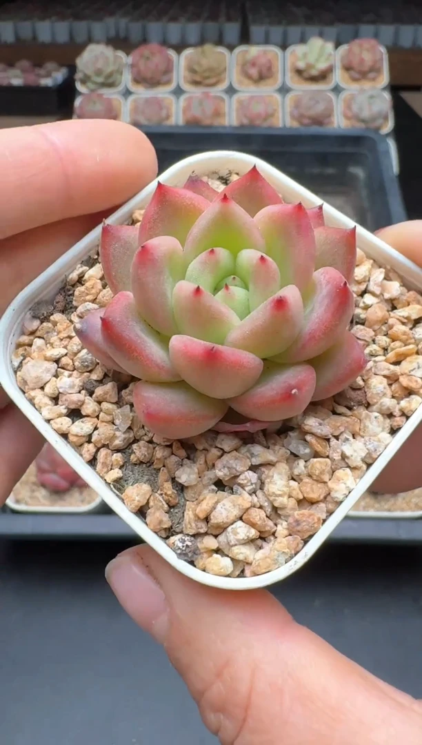 【闪购商品】948E号一物一拍多肉花卉植物拍3颗起发