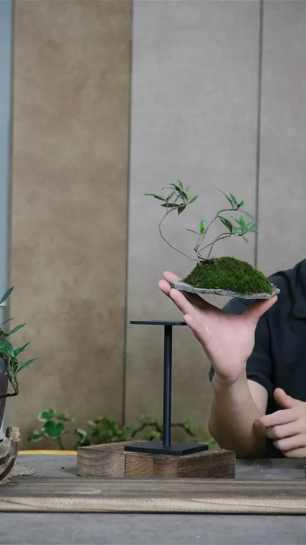 当前无花朵，栽培后可花朵水痕栀子花精品盆栽