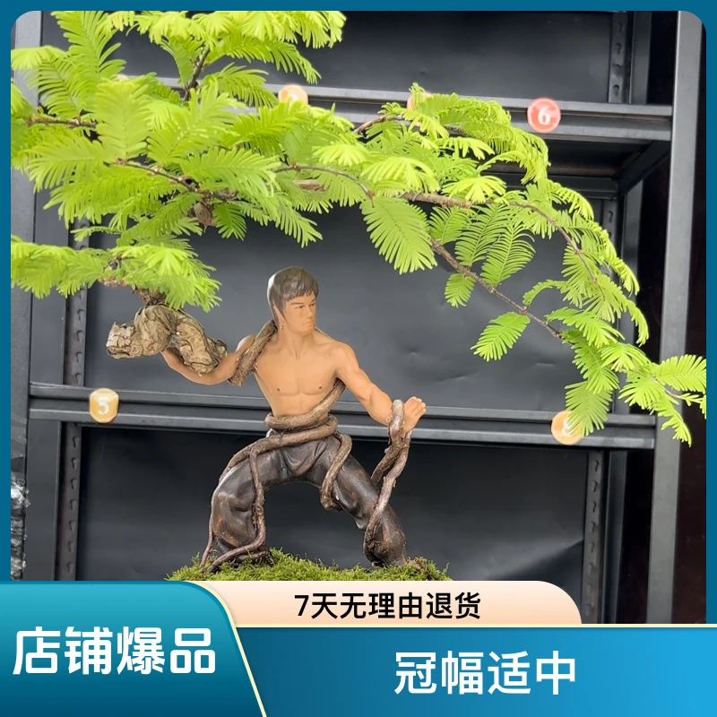 一物一拍李小龙黄飞鸿公仔附水杉造型盆景桌面室内