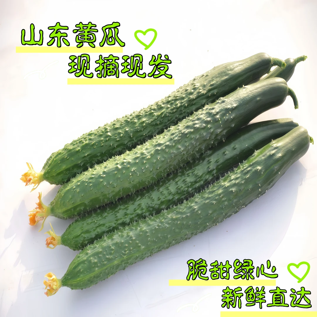 青瓜山东新鲜现摘绿瓤刺黄瓜新鲜脆甜可生吃凉拌的当季应季蔬菜
