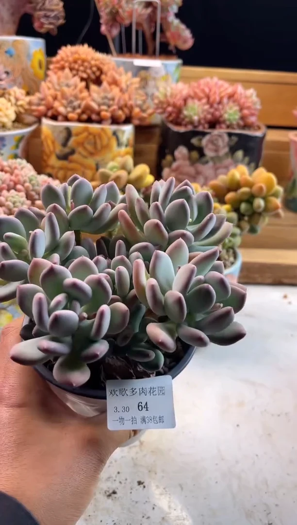 3.30-64三日月明天1111